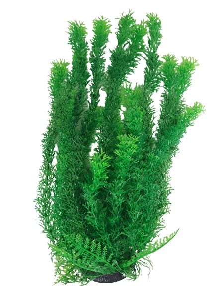 41-43cm Green Fern Aquarium Plant