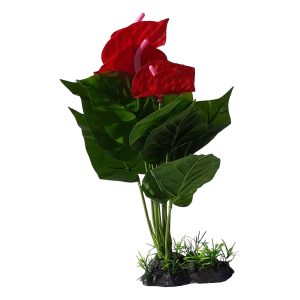 Red Anthurium Aquarium Plant